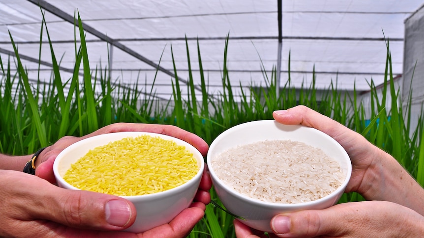 Golden Rice grain compared to white rice grain in screenhouse of Golden Rice plants.