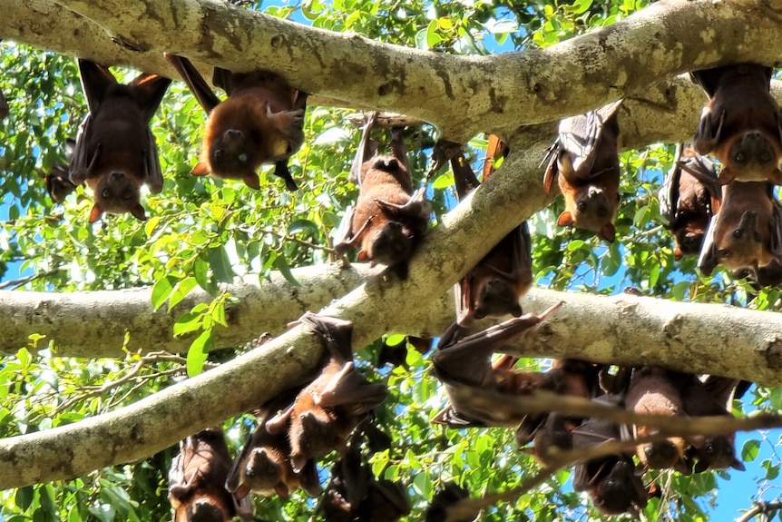 Flying foxes hanging upside down in a tree.