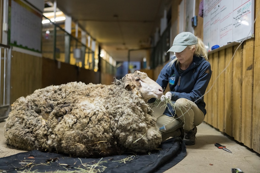 A sheep with a very large, matted fleece on its back lying down next to a person helping