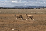Sheep in drought-impact paddock