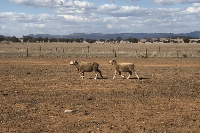 Sheep in drought-impact paddock