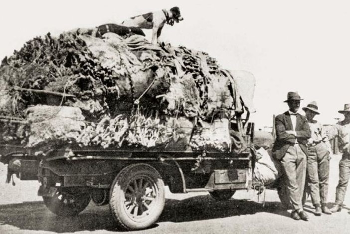 black and white photo of Koala pelts loaded on a truck