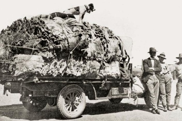 A black and white image of koala skins on a truck.