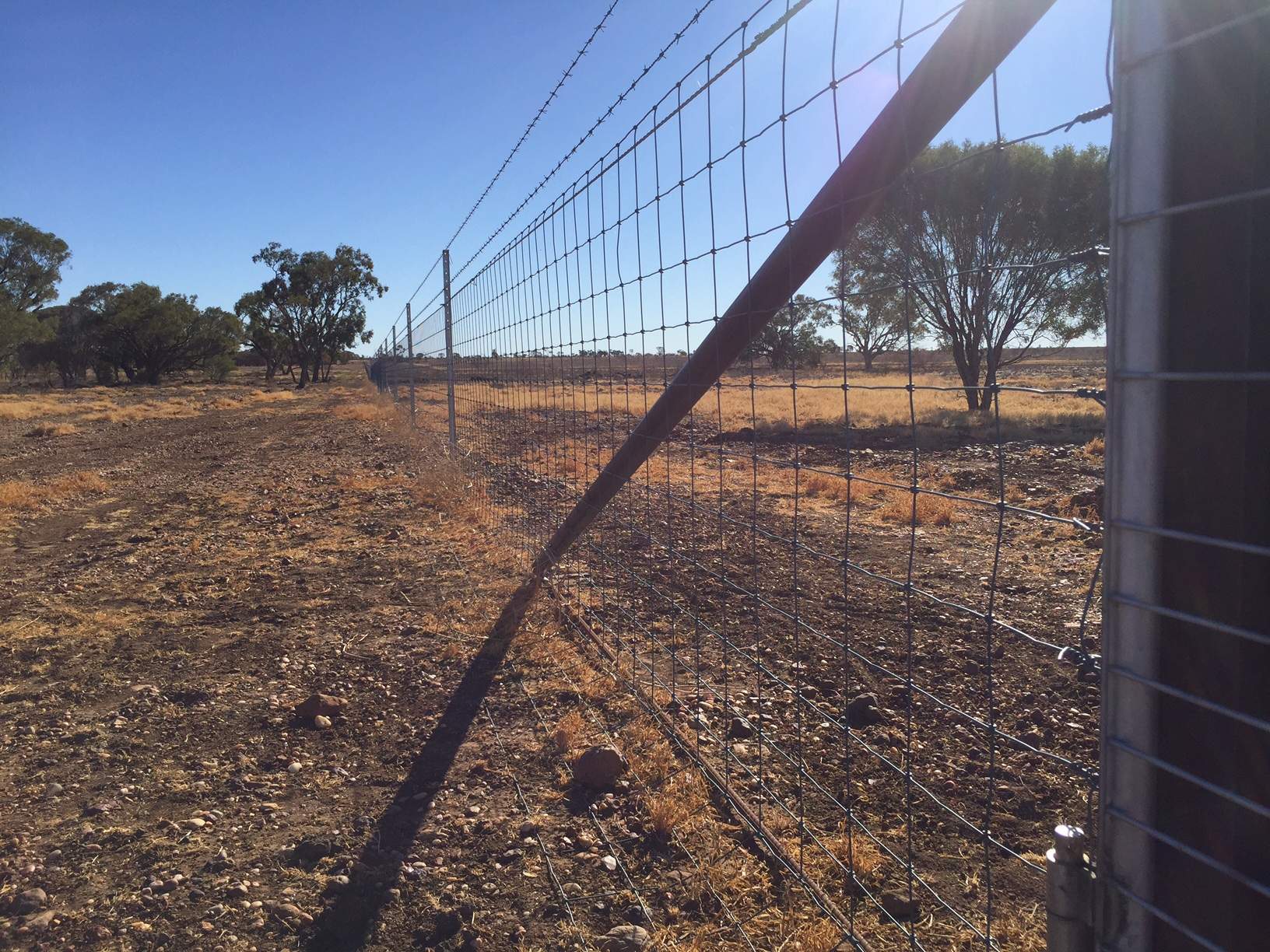 Goldfields pastoral industry may be revived by Queensland wild dog
