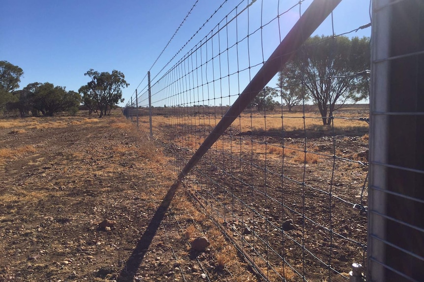 A wild dog exclusion fence near Longreach.