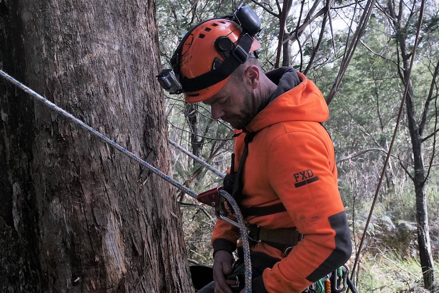 A man stands next to a tree with climbing equipment.