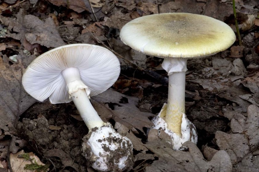 Two large white deadly mushrooms surrounded by leaves