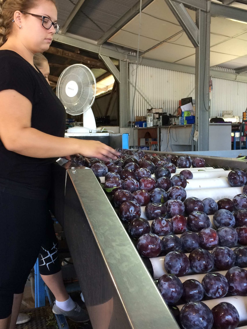 A worker helps with packing the Queen Garnet plums.