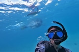 Scuba divers underwater with turtles