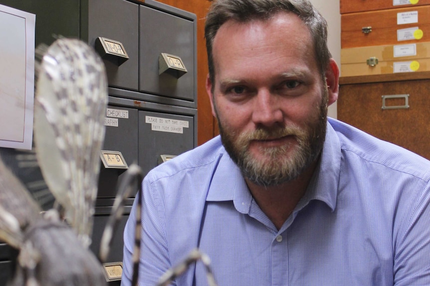 Dr Cameron Webb sits in his office where he has a giant replica of a mosquito