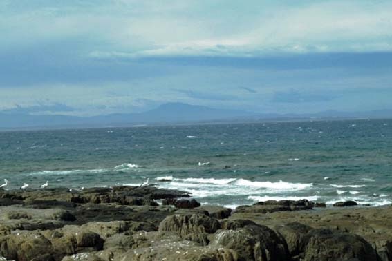 Ninth Island is 11 kilometres off Tasmania's north-east coast and was formerly owned by the vineyard of the same name.