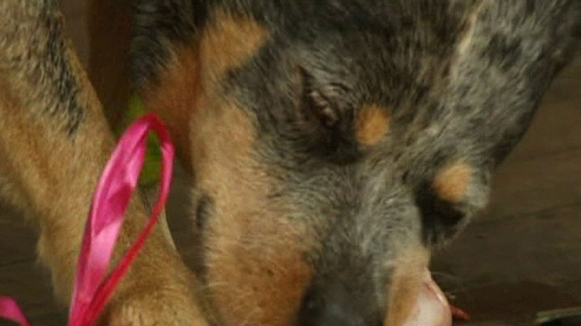 Hailed as a hero: Teka tucks into her prize bone.