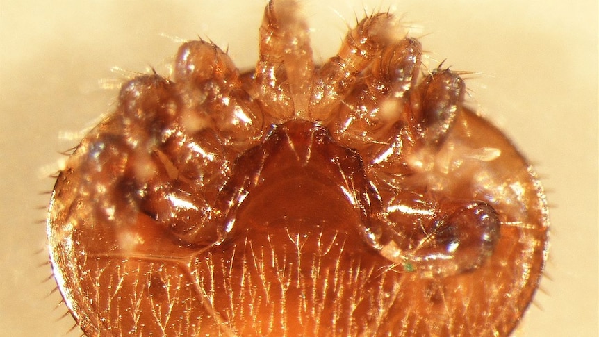 Varroa mite