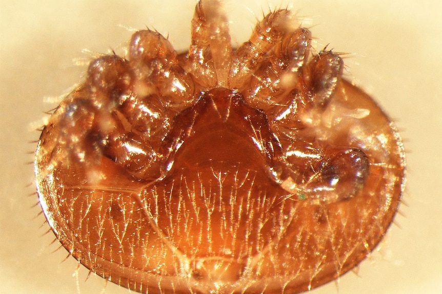 A varroa mite.