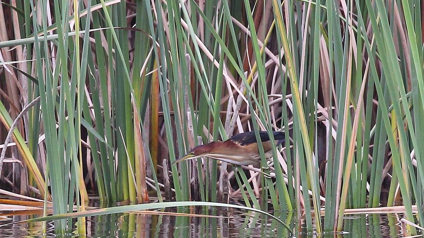 A brown bird with a long neck and yellow beak moves among reeds.