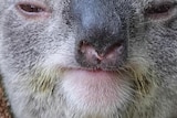 Koala rests its head between tree branches.