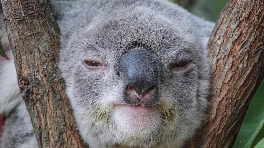 Koala rests its head between tree branches.