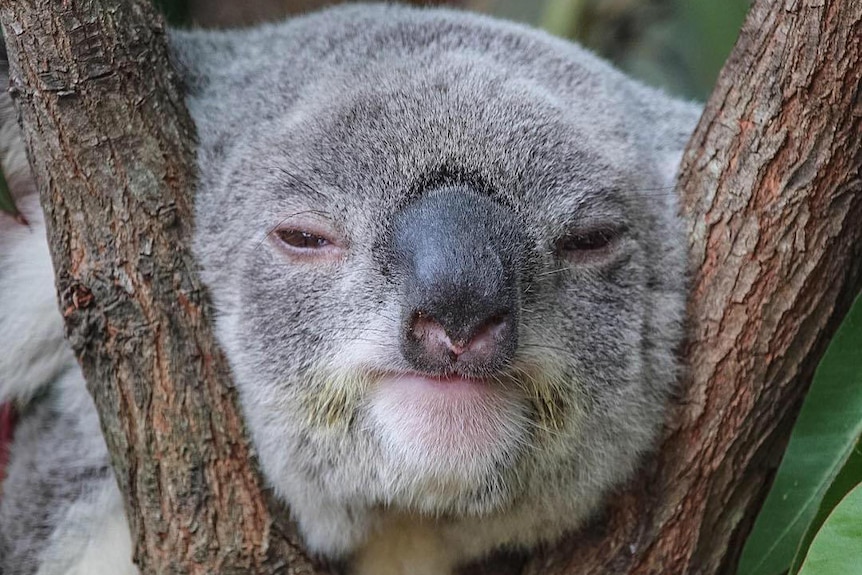 Koala rests its head between tree branches.