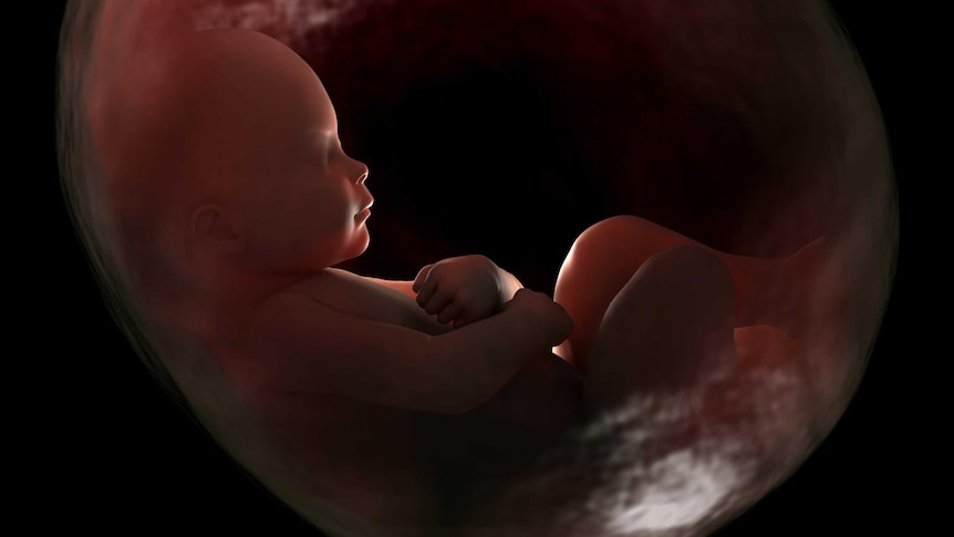 Baby inside a mother's womb.