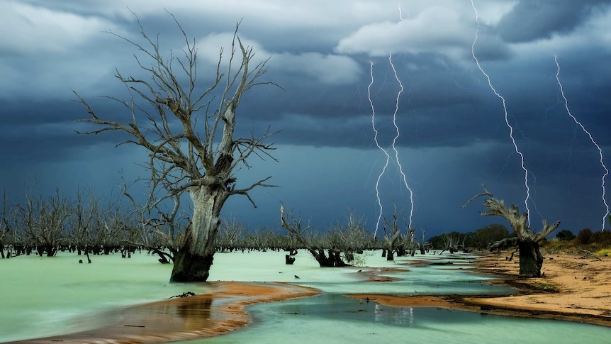 Eerie graveyard of trees