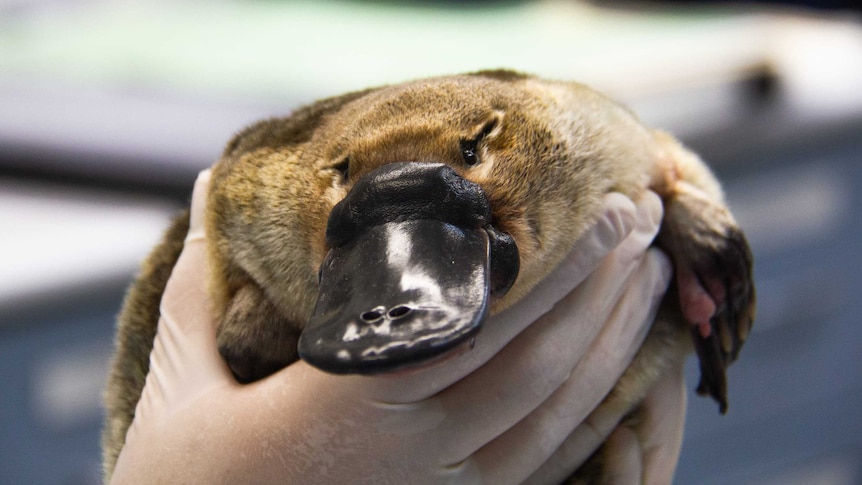 Close-up of platypus being held at Taronga Wildlife Hospital.