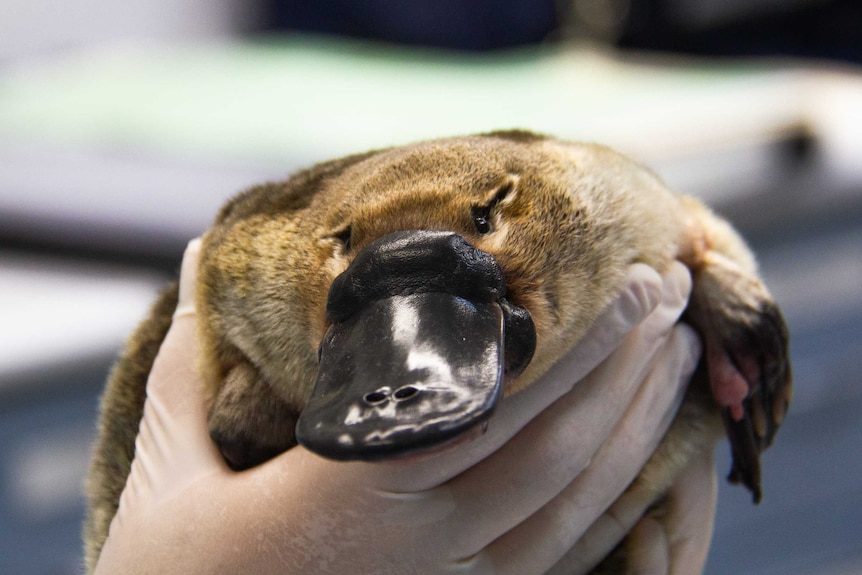 Close-up of platypus being held at Taronga Wildlife Hospital.