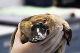 Close-up of platypus being held at Taronga Wildlife Hospital.
