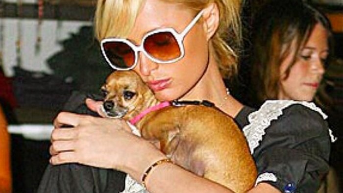 Paris Hilton with her "handbag" dog, Tinkerbell the Chihuahua.