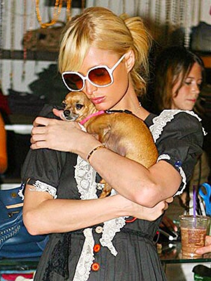 Paris Hilton with her "handbag" dog, Tinkerbell the Chihuahua.