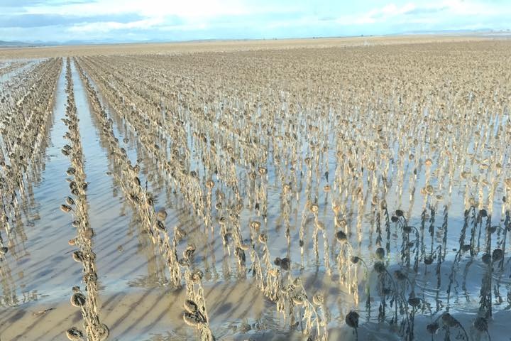 Dried-out sunflower stalks stand in a lake bed with water halfway up their stems.