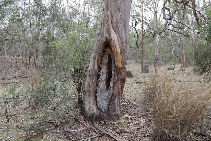 A scar tree in a bush landscape