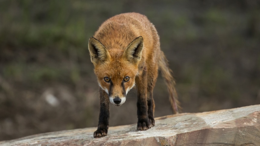 A fox on a rock