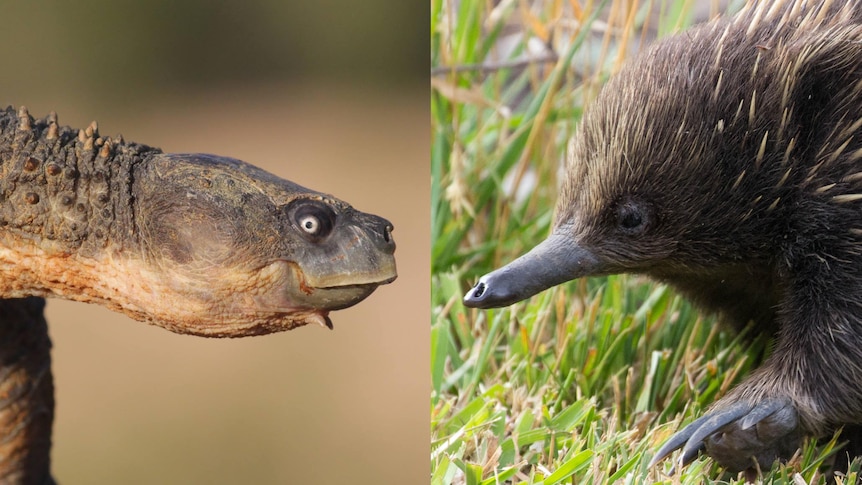 Two images next to each other of a turtle head close-up with a white iris looking right, and an echidna close-up looking left