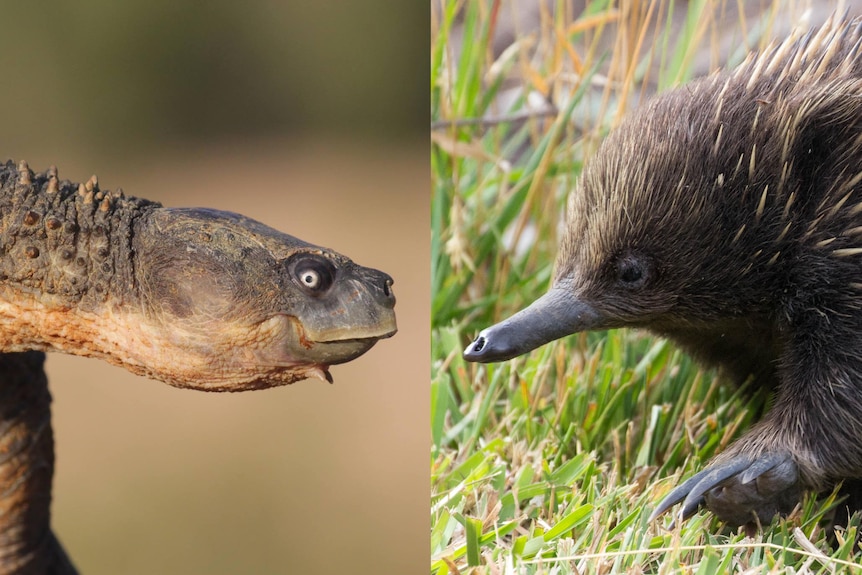 Two images next to each other of a turtle head close-up with a white iris looking right, and an echidna close-up looking left