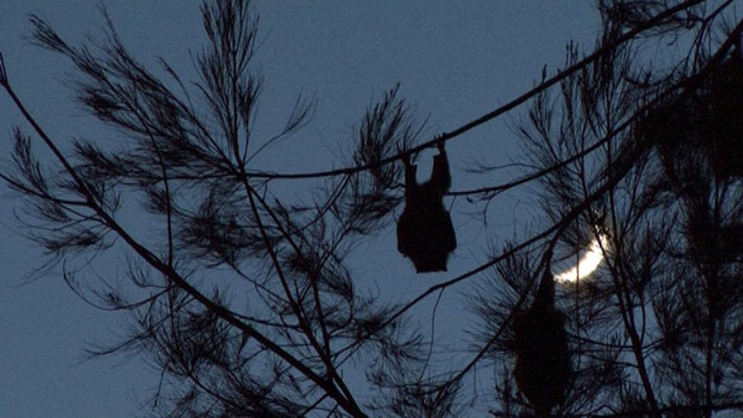 Thousands lost power after flying foxes flew into a Country Energy supply line.