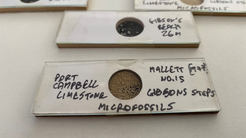 scientific slides containing sand grains that are single-celled fossils