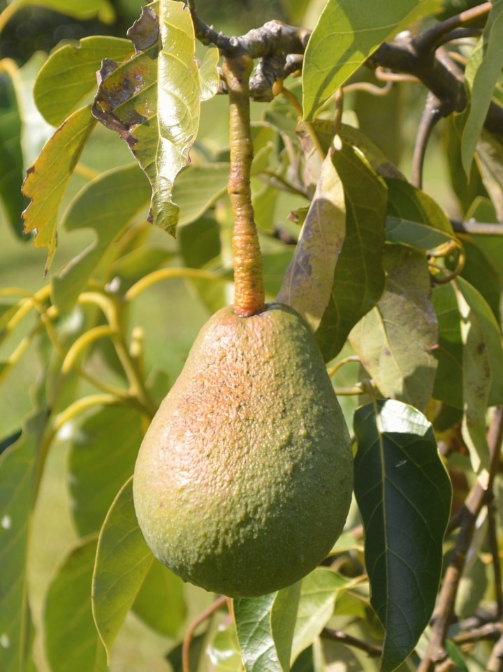 An unripe fuerte avocado hangs from a tree