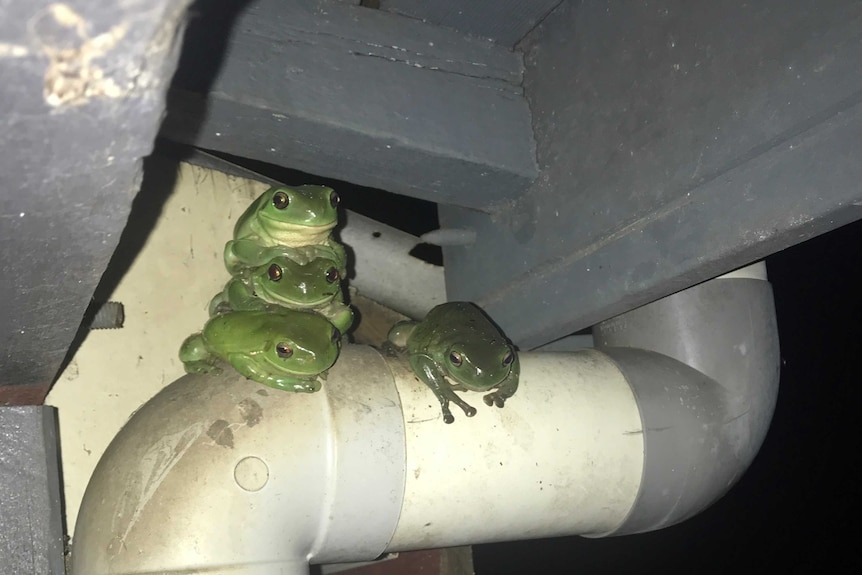 Three frogs stacked upon one another and a forth sits off to the side of the trio.