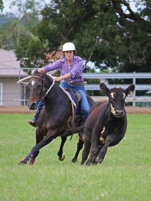 Lauren wearing a purple shirt and white helmet on a dark brown horse chases a black steer with white markings.
