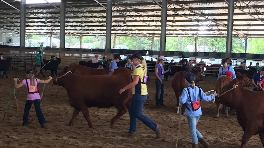 Two young girls lead Angus cattle with the help of an adult at the 2016 Angus Youth Round Up in Armidale