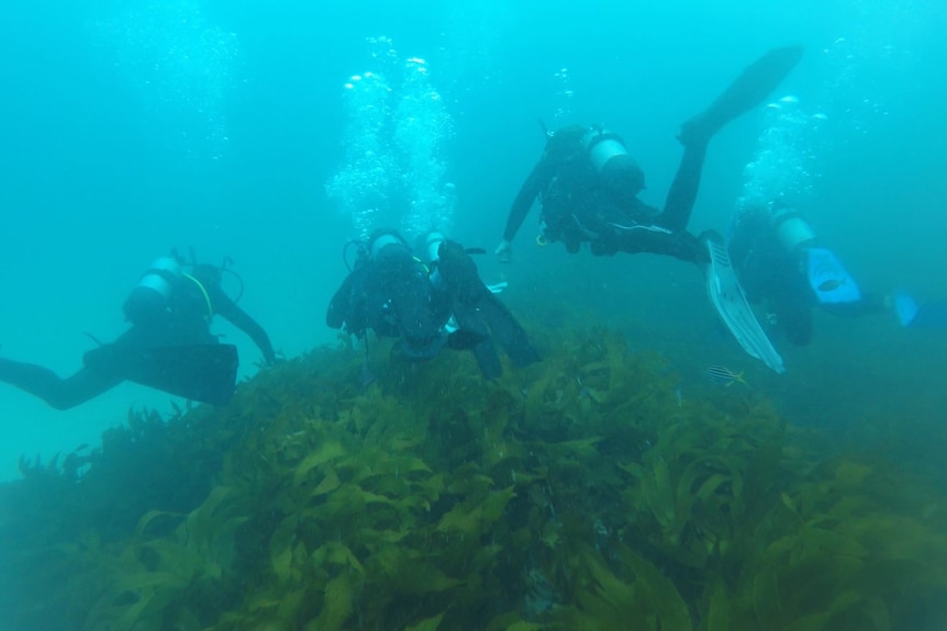 An underwater photo of a group of scuba divers swimming over seaweed.