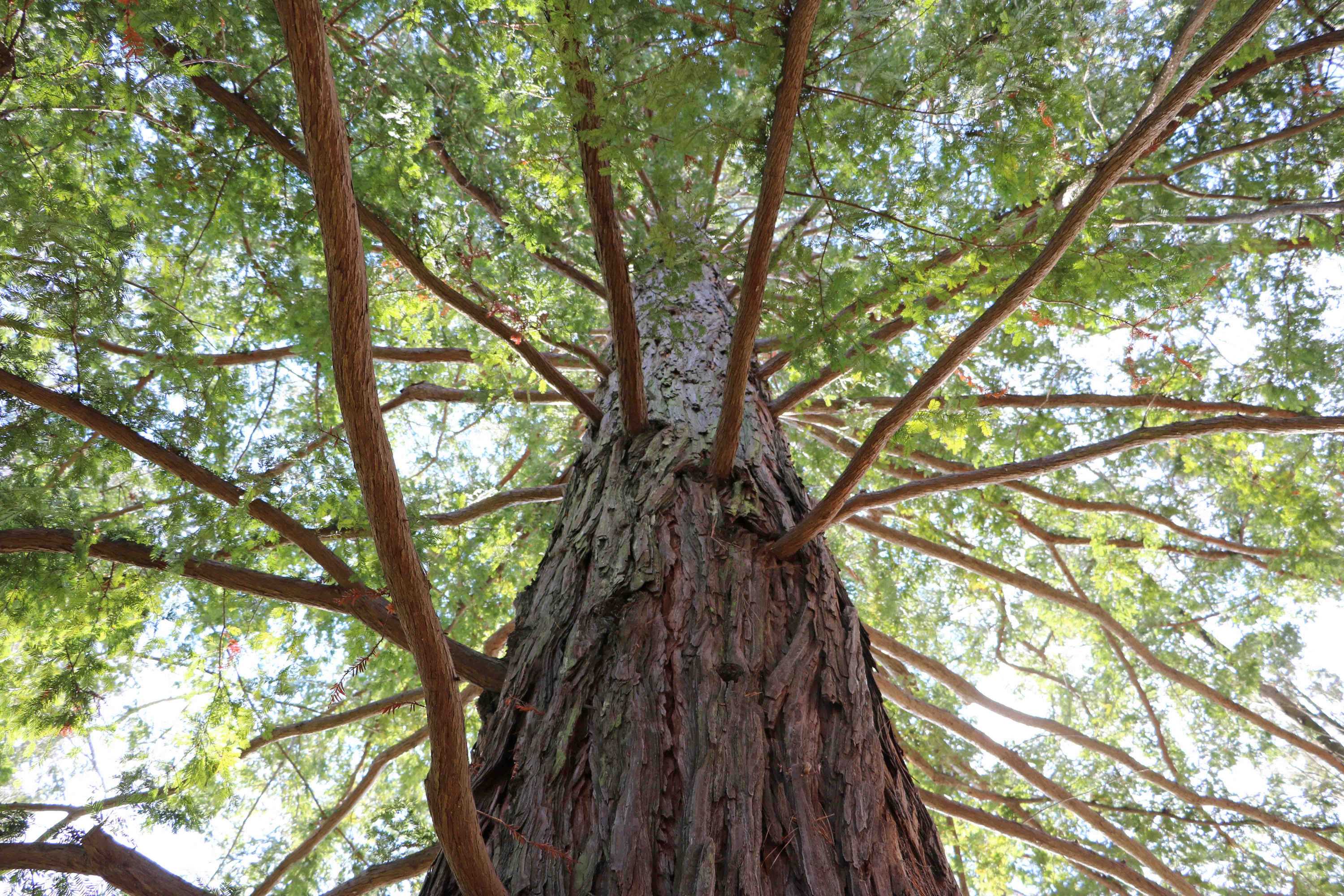 More details on boosting Canberra's tree canopy by 30 per cent: Rachael ...