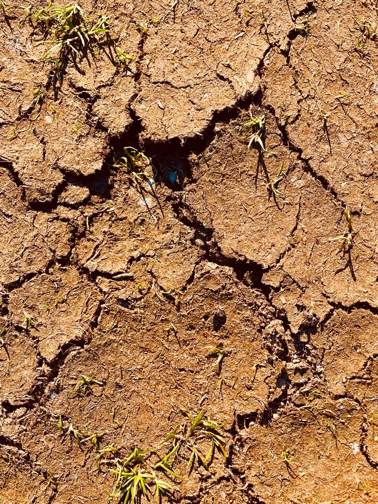 Primer plano de suelo seco y agrietado que muestra condiciones extremas de sequía