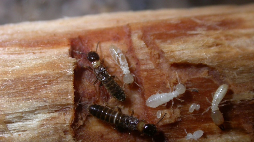 Termites crawl on firewood