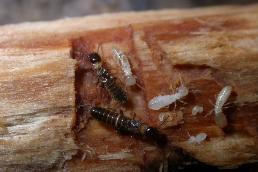 Termites.