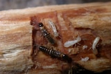 Termites crawl on firewood