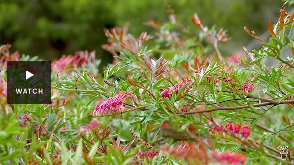 A prostrate grevilles plant with bright pink flowers. Has Video.