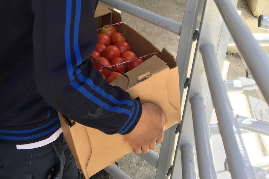 Ameer, 16, carries a large box of tomatoes into a checkpoint turnstile in downtown Hebron.