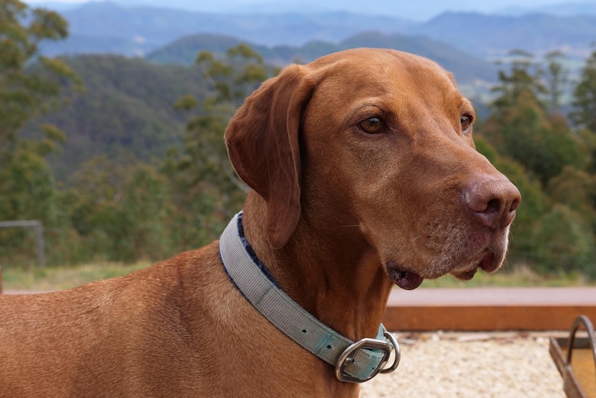 A close up of a large dogs face, with short brown hair, and mountains in the distance.