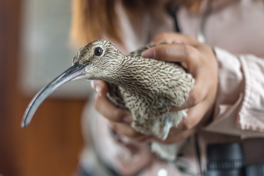 Whimbrel